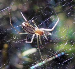 Sierra Dome Spider (close in image)