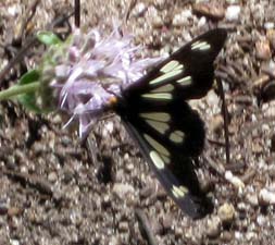 Sierra Pericopid Moth