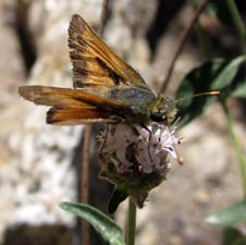 Hesperia Skipper