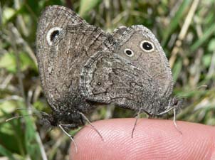 Small Wood Nymphs