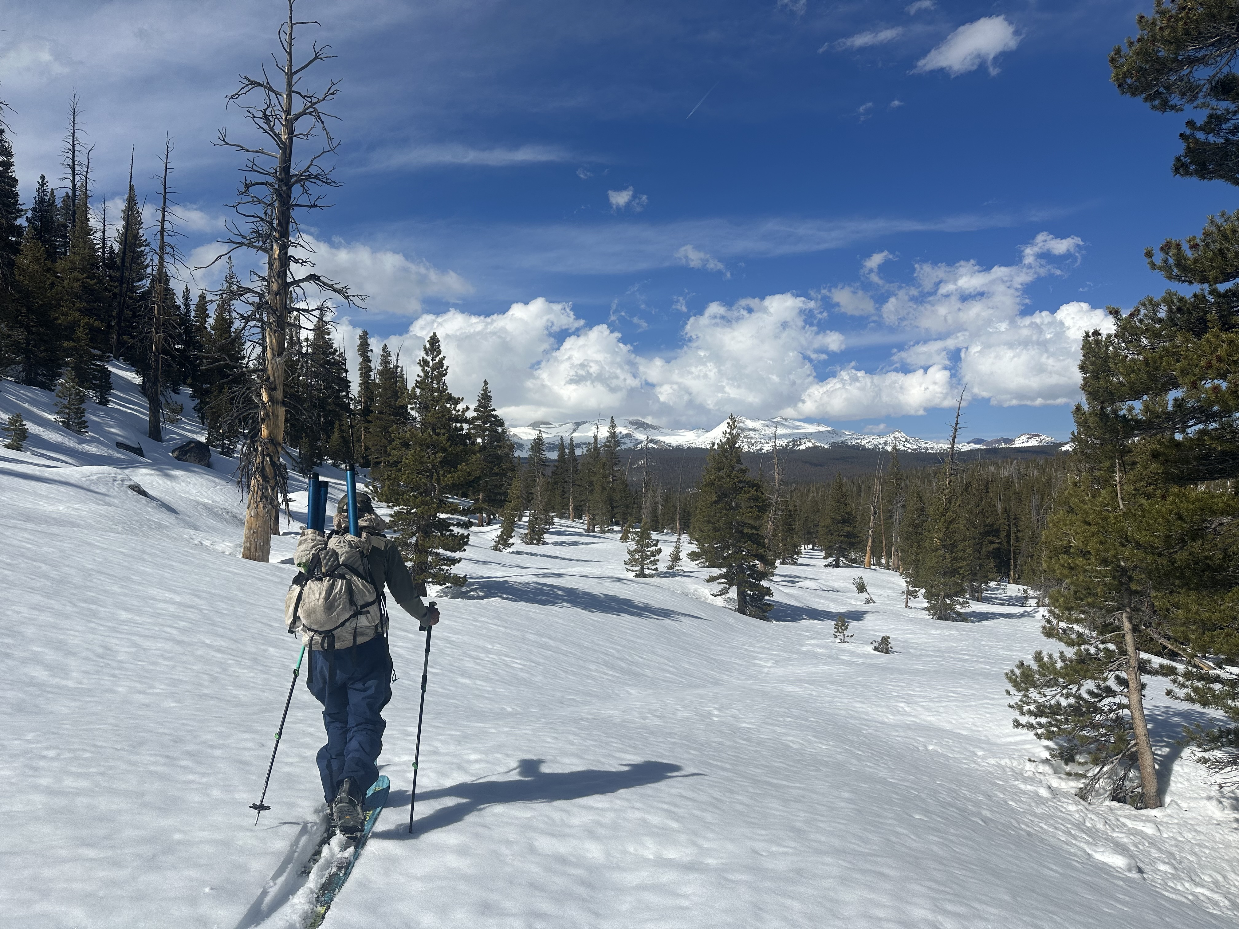 Person skiing in uneven terrain with small trees; in the background, snowy peaks rise above a forested area