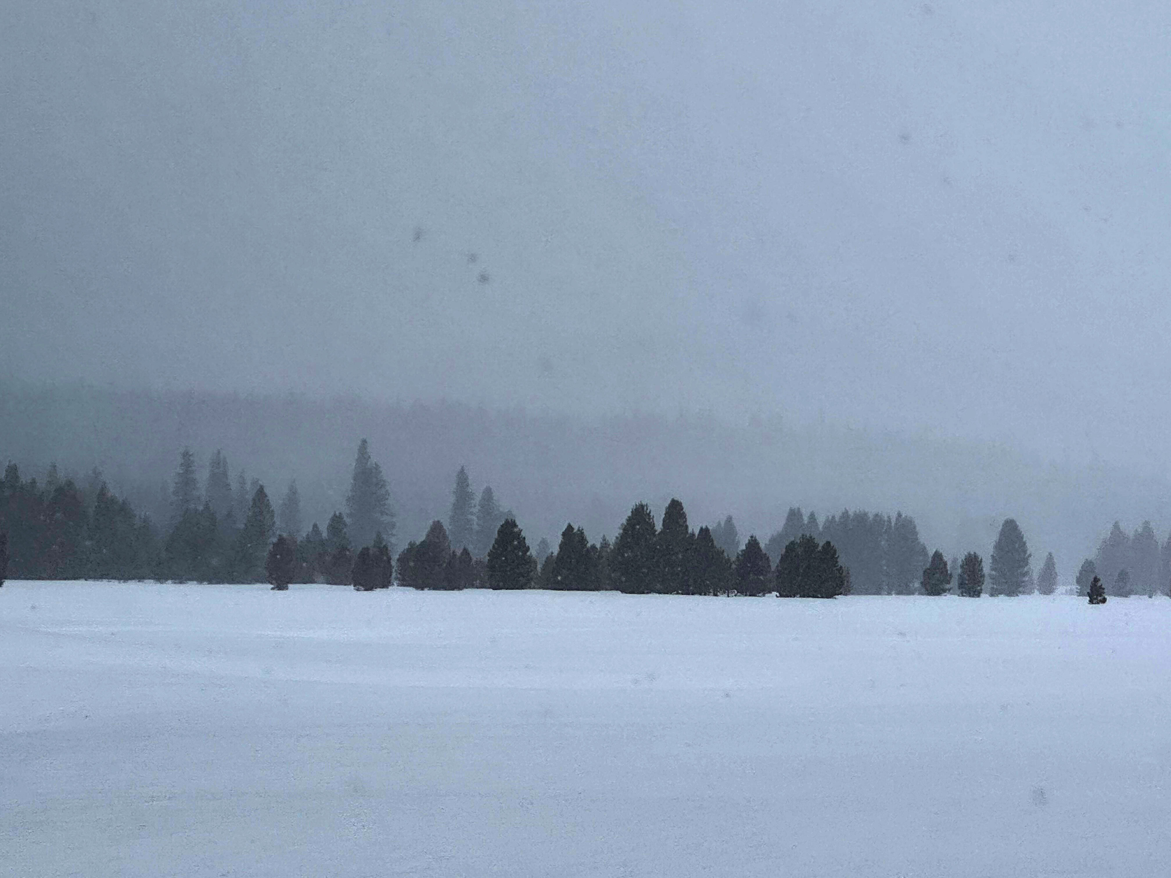 View across a snowy meadow toward a forest partially obscured by fog