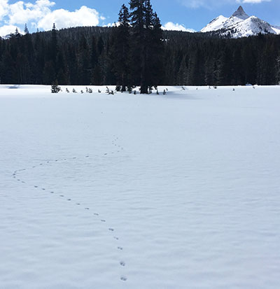 Weasel tracks in snow in Tuolumne Meadows on February 23, 2022.