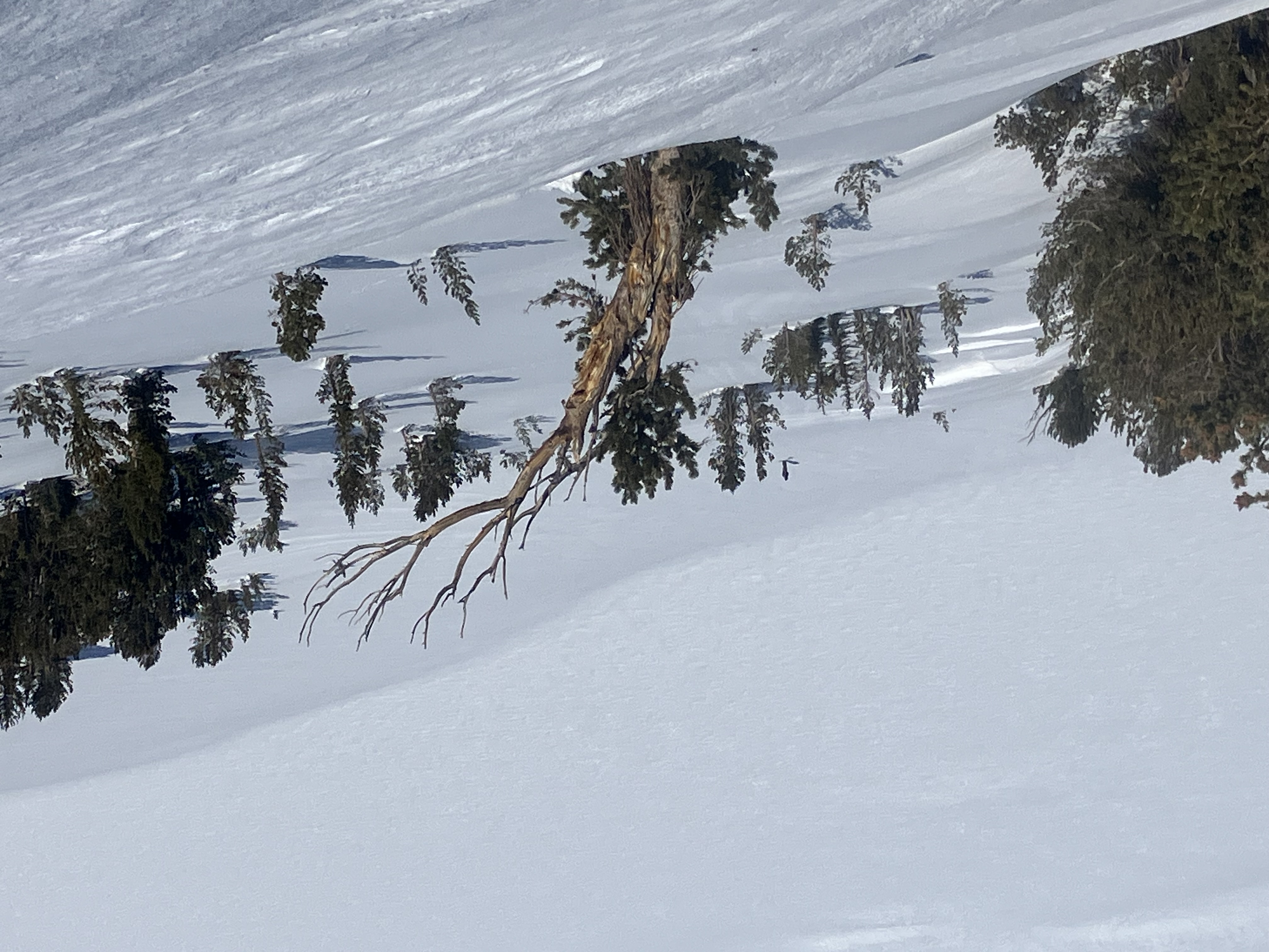 Looking down a snowy slope with a weathered mostly bare whitebark pine; smaller green trees scatered on the slope; a person is in the distant background
