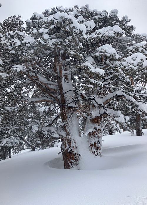 Western juniper with snow on February 14, 2025.
