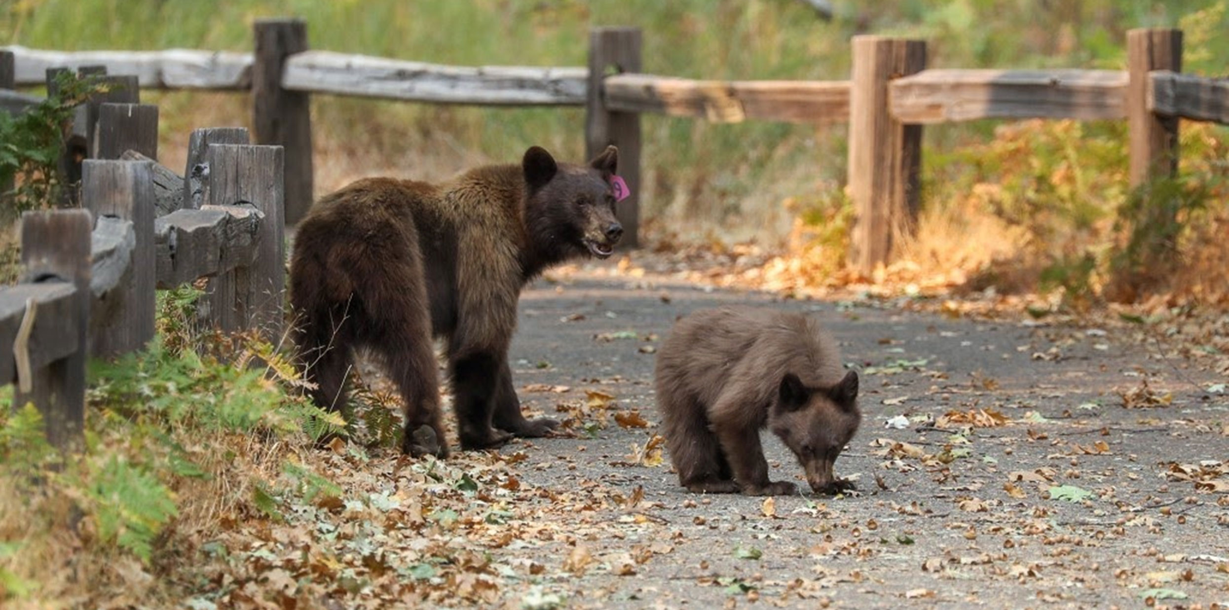 Black bear sow and cub on a bike path. The sow has a purple tag in the left ear. The cub is sniffing the ground.