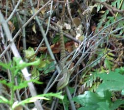 Alligator Lizard