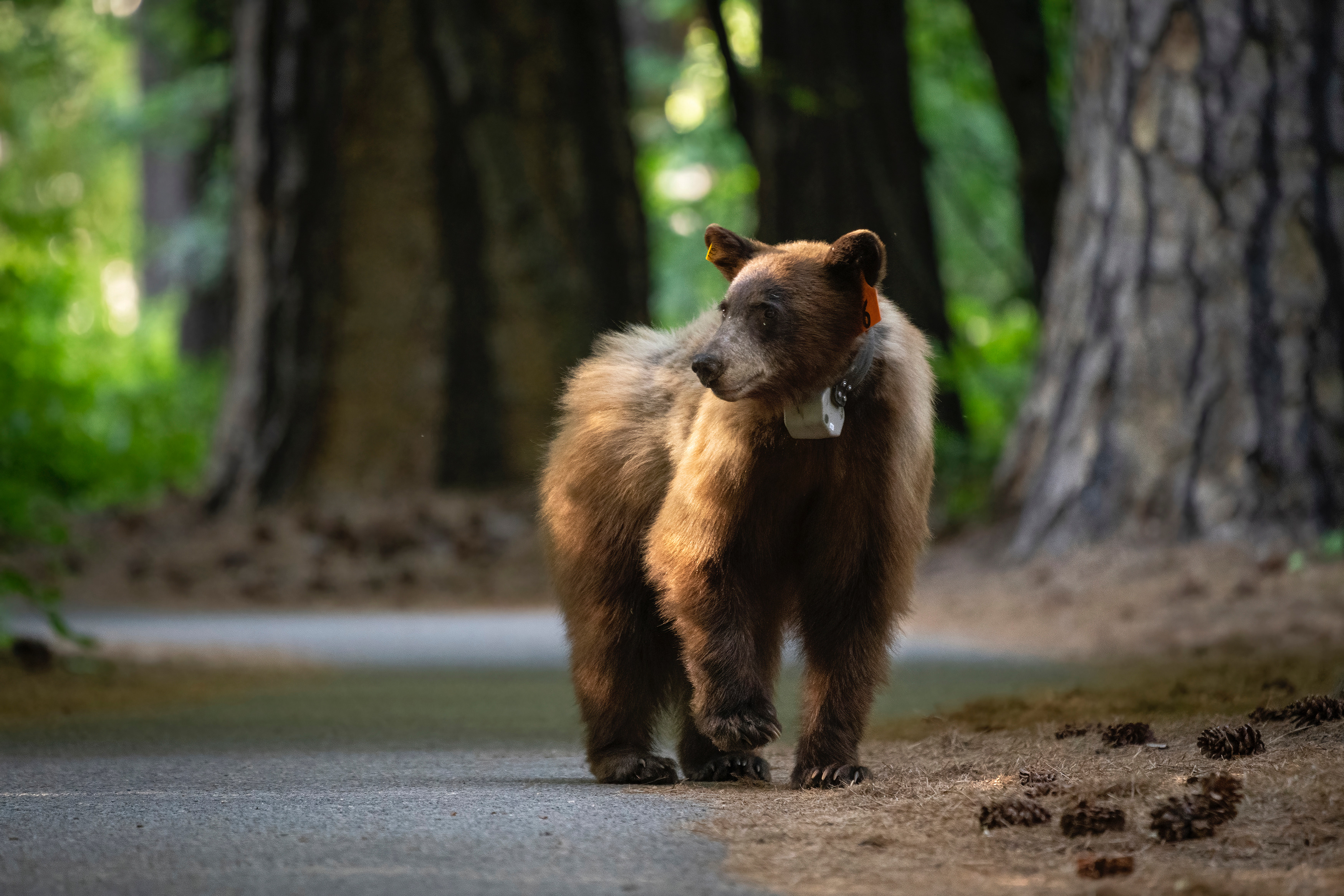  An American black bear walks on a paved path with large conifers in the background. The bear has a GPS collar around its neck and identifying tags in both ears