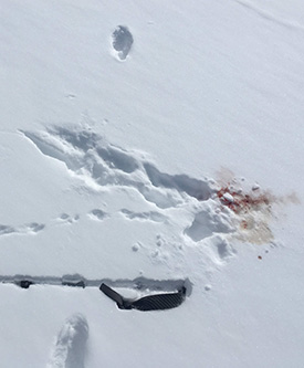 Animal kill near pine marten tracks on February 23, 2019.
