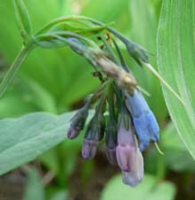 Mountain Bluebells