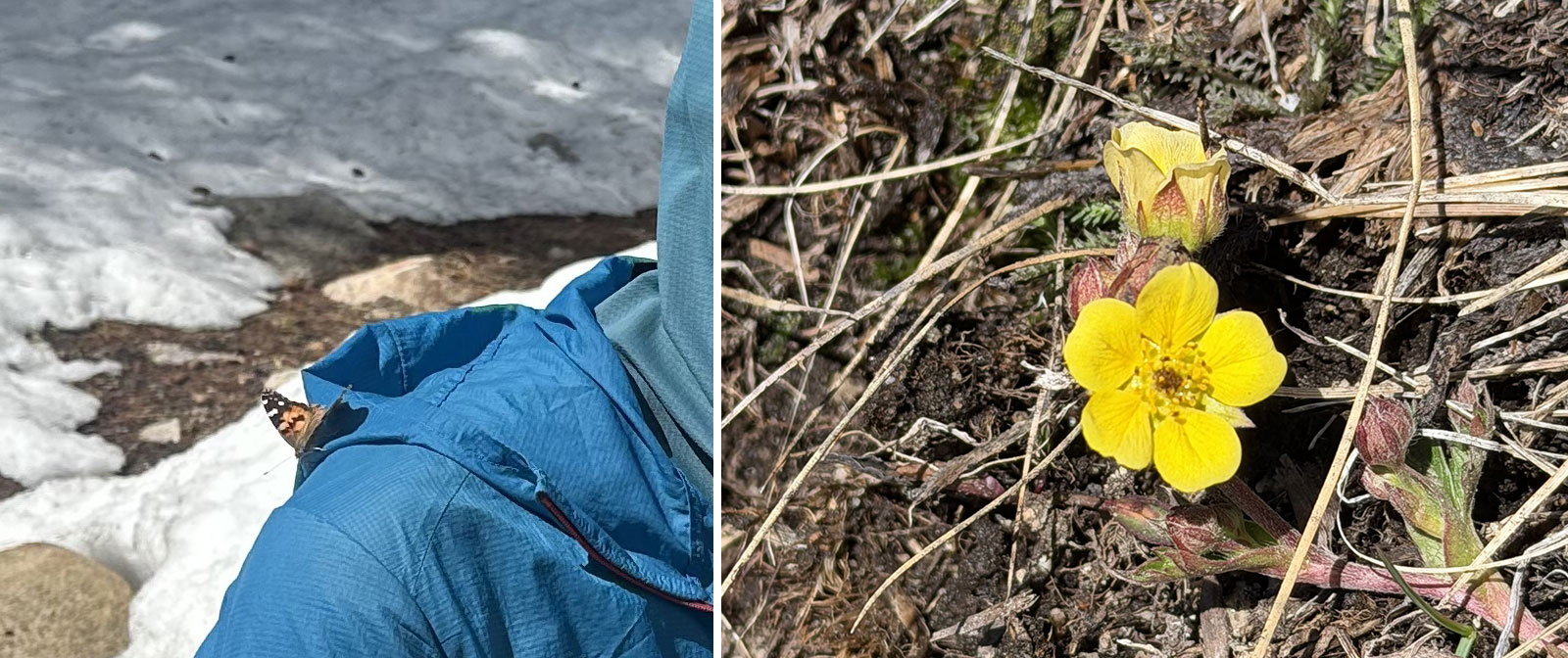 Left image: A butterfly taking a break on a skier on March 23, 2026; Right image: The first wildflowers of the season spotted near Soda Springs on March 22, 2026.