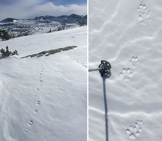 Left image: Canine tracks in snow near Johnson Peak on January 17, 2022. Right image: Close-up of canine tracks in snow, showing almost direct register (or perfect walk) of canine.