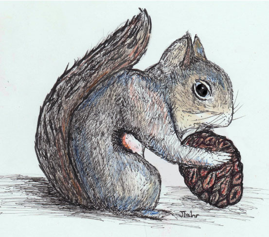 Douglas squirrel (chickaree) illustration
