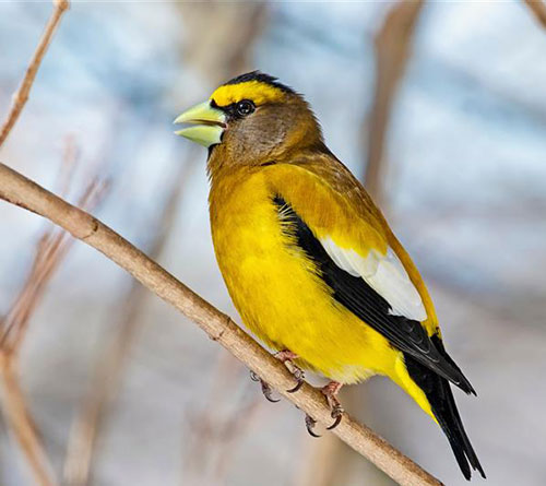 Stock photo of an evening grosbeak on a branch.
