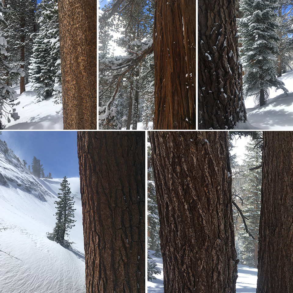 Five images showing different tree species that grow in the high country.