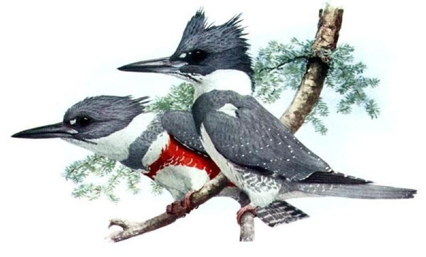 Illustration of belted kingfisher