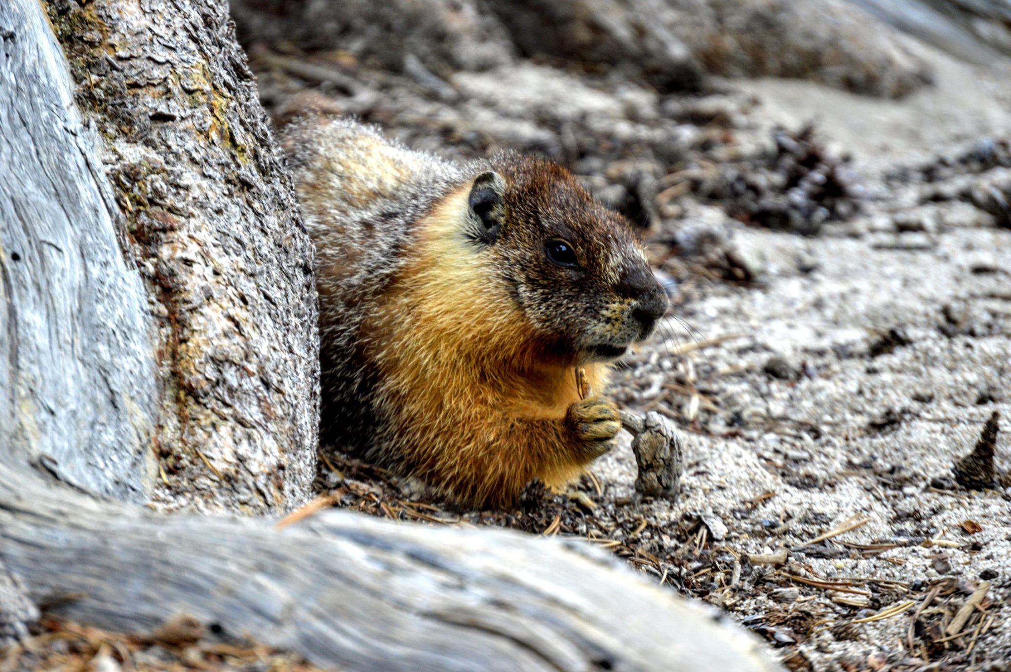 Yellow-bellied marmot