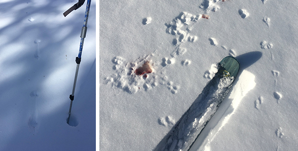 Left photo shows classic weasel family tracks, a dumbbell style lope. Right photo shows evidence of weasel and mouse battle.