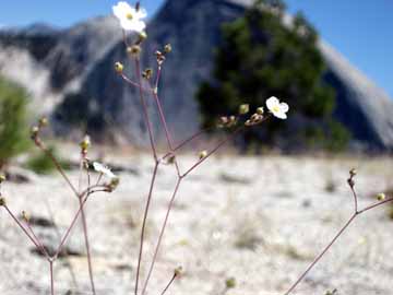 Mousetail Ivesia in bloom