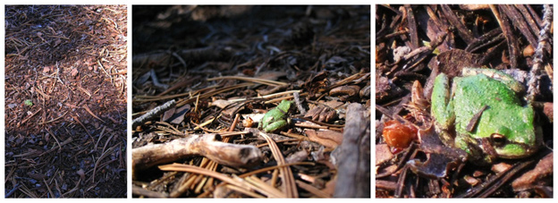 Three photos of a Pacific tree frog