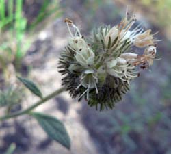 Phacelia