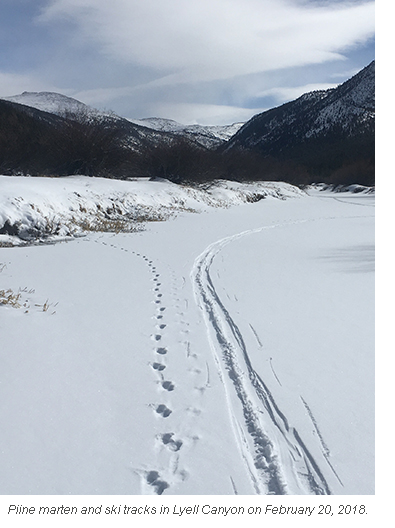 Pine marten and ski tracks side by side in snow in Lyell Canyon