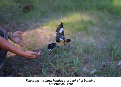 Releasing a black-headed grosbeak after banding