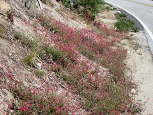 Scarlet Gilia