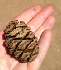 Sequoia cone and seed