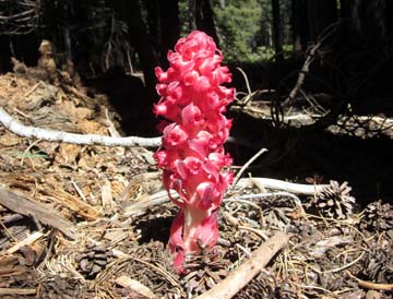 Snowplant