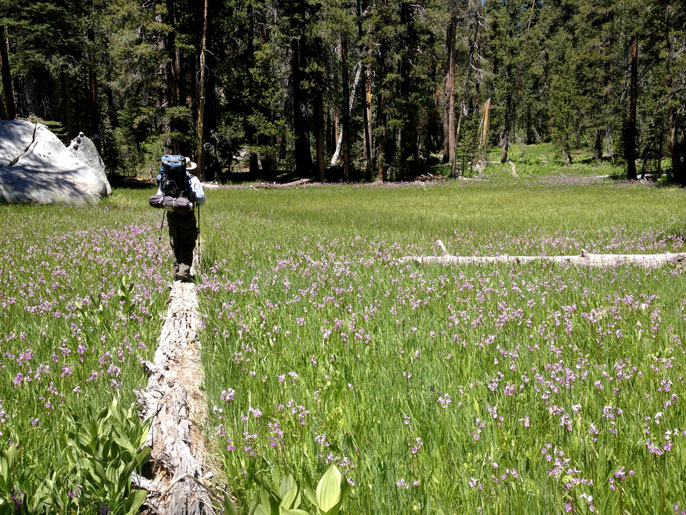 hiker walking on log in wildflower-filled meadow