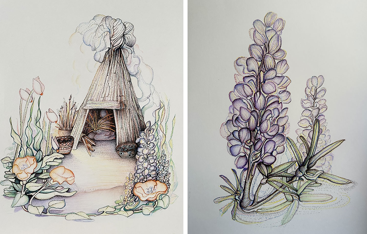 Artwork of a traditional bark house, and a lupine by Mary Motola, Tribal elder, artist, and historian, Picayune Rancheria of the Chukchansi Indians