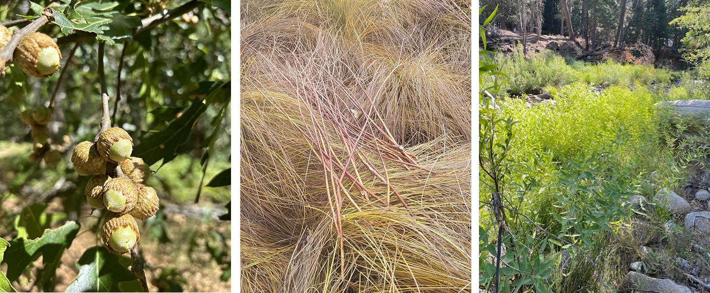 Left: Acorn crop; Middle: Dogbane; Right: Willow