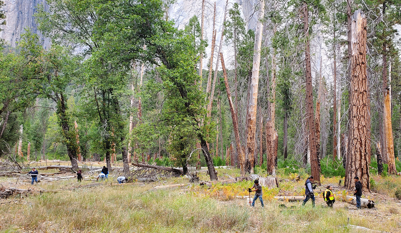Group gathering plants using traditional methods