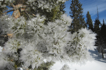 Hoar frost crystals on a Lodgepole Pine January 6, 2013.