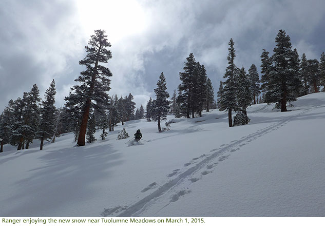 Ranger skiing the new snow near Tuolumne Meadows on a cloudy day.