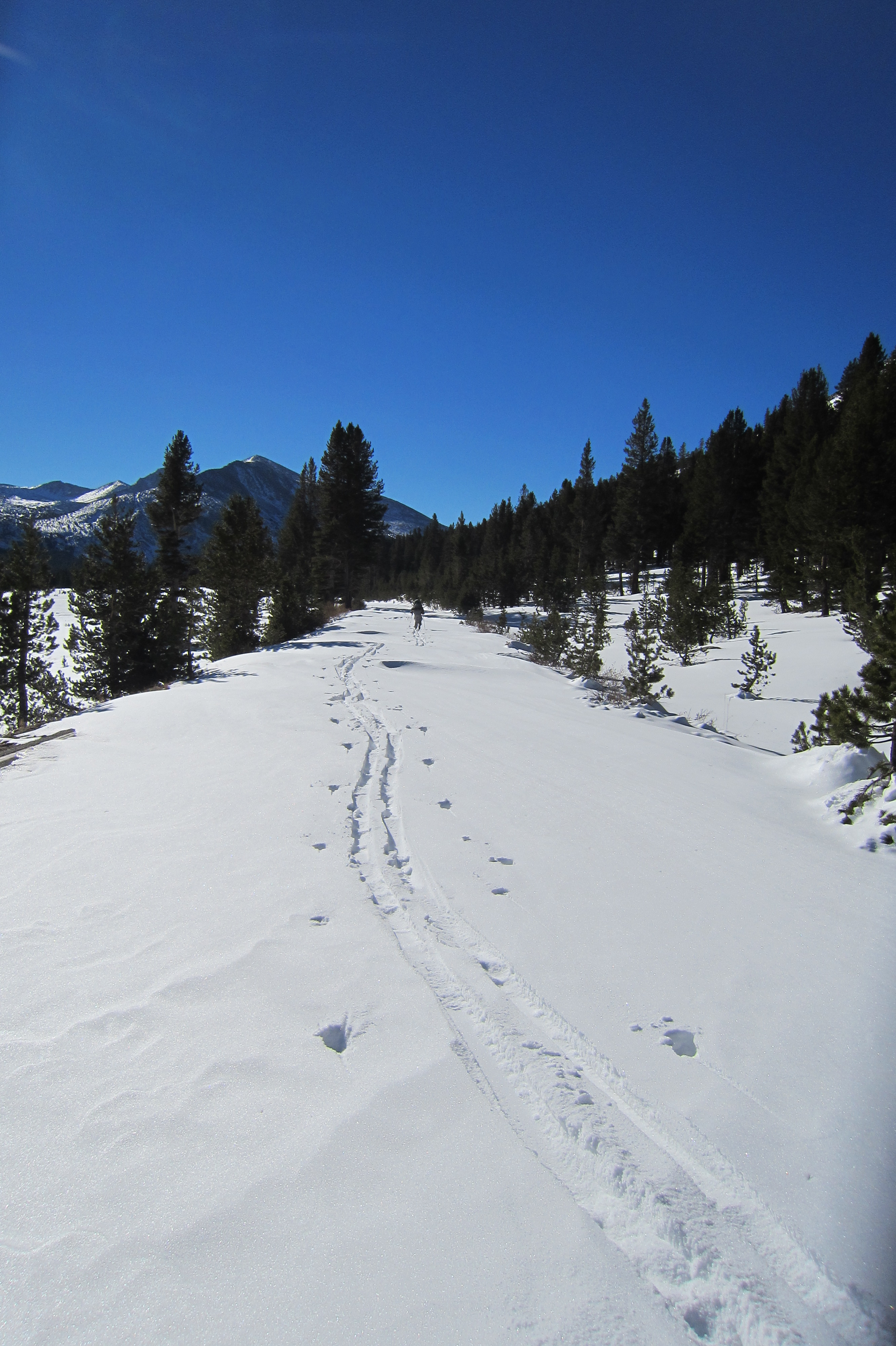 Skiing on the Tioga Road near Dana Meadows, December 14, 2013