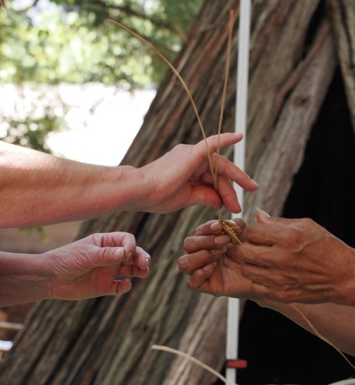 A close-up picture of two pairs of hands. The person on the right is holding strands of plant material woven into the beginning of a basket. The person on the left is reaching out for the unwoven strands.