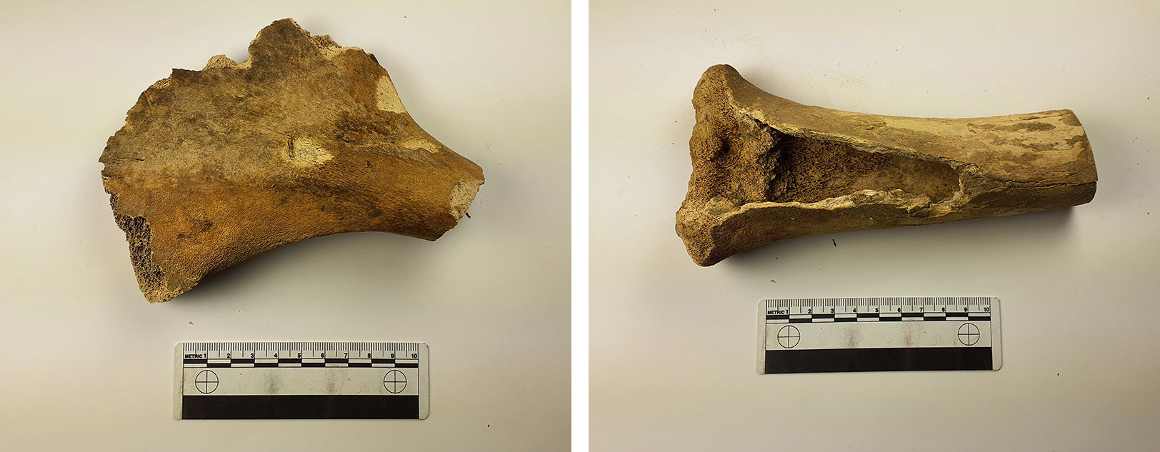 Bone fragments and measuring tool.