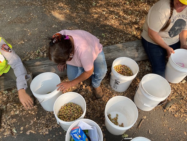 A top-down photo of three people sitting on a log by buckets filled with acorns.