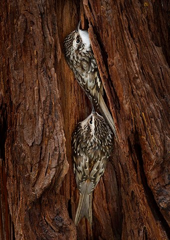 Two brown creepers perched vertically on red tree bark