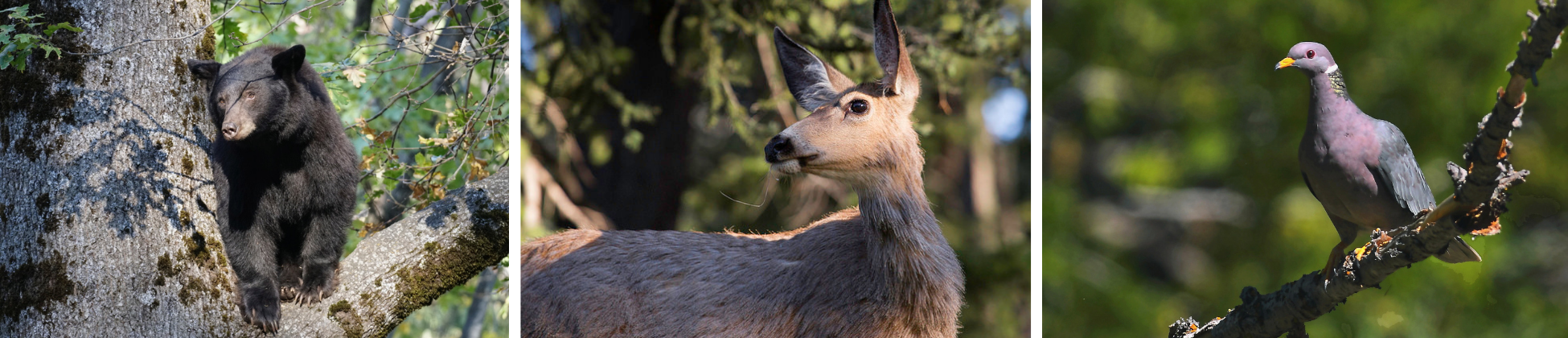 Three pictures in a horizontal line. Left: a black bear in a tree. Center: a mule deer looking toward the left. Right: a band-tailed pigeon, a dull purple and blue bird, sitting on a branch.