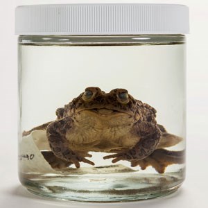 Pickled frog in a jar