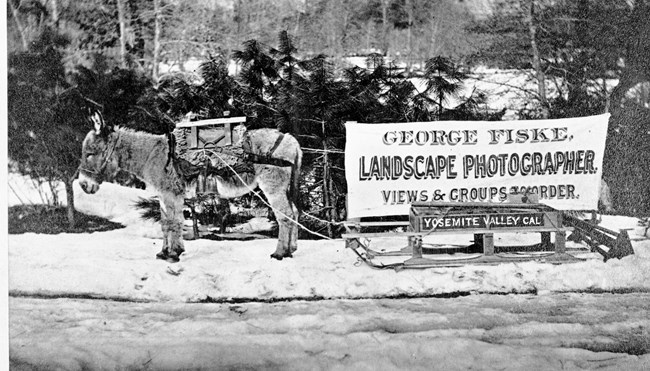 A donkey stands on the side of a snowy road, attached to a sled by a harness. On the sled is a sign reading "George Fiske, Landscape Photographer. Views and Groups to Order. Yosemite Valley CAL."