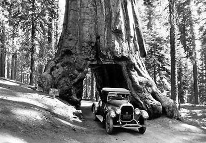 Visitors drive through the Wawona Tree in 1926.