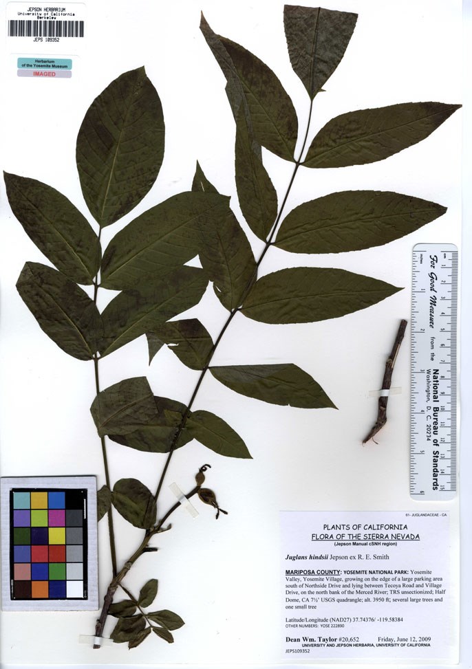 Juglans hindsii plant specimen
