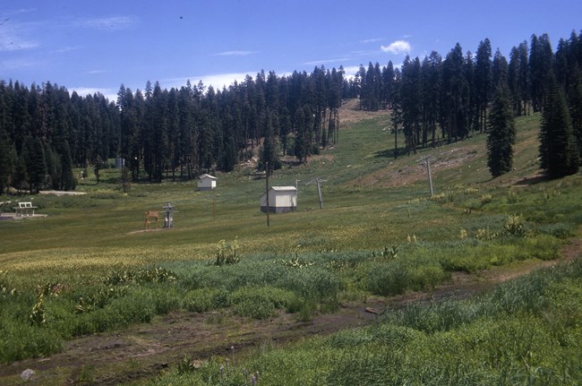 An open, grassy area with a handful of small structures and coniferous trees in the background