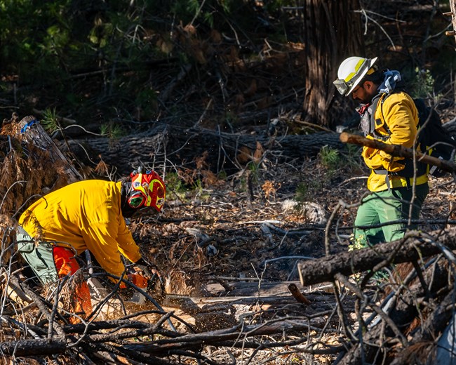 Two people in yellow jackets and hard hats stand by a pile of wood. One uses a chainsaw on one of the logs.