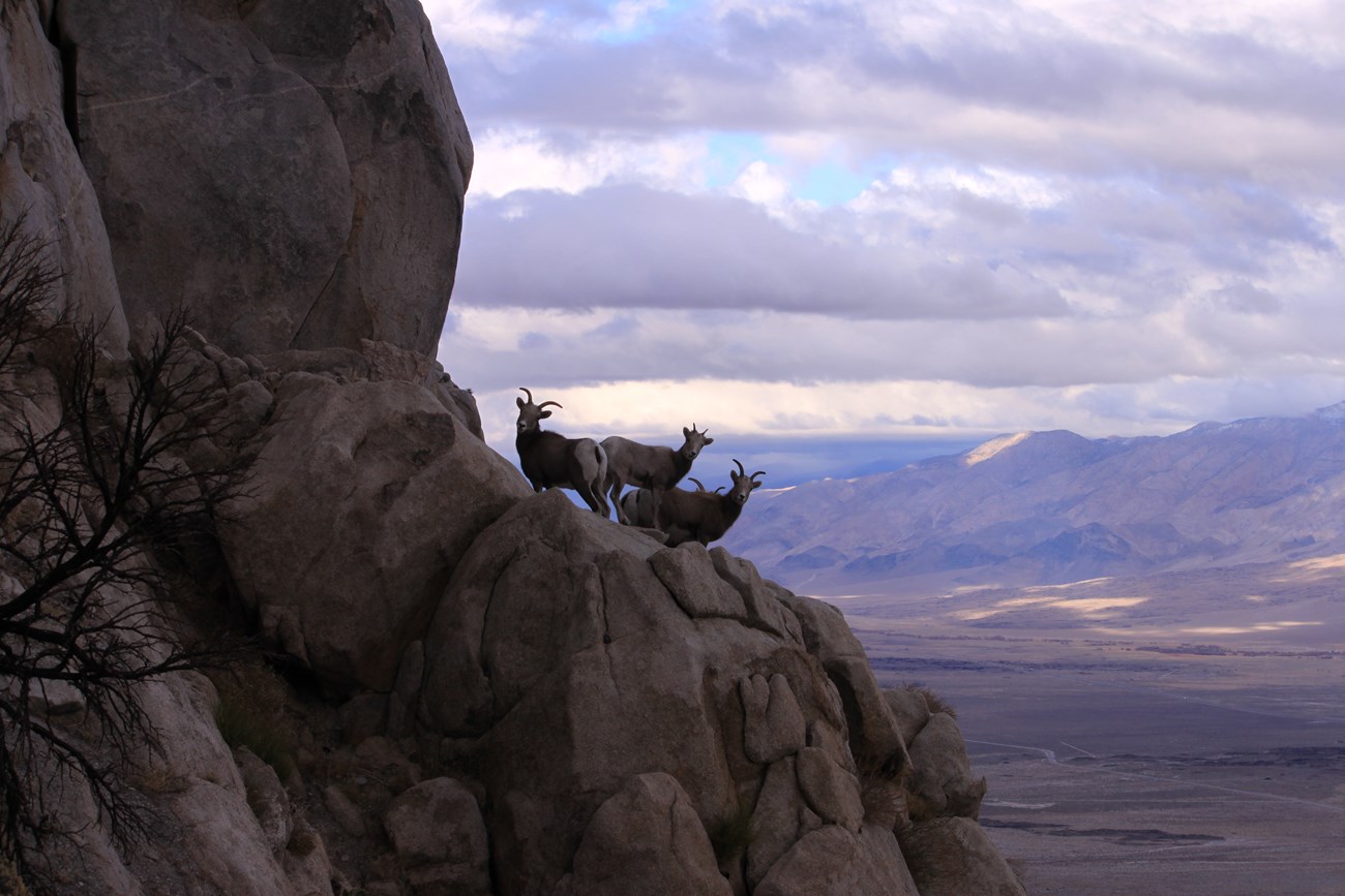 Three bighorn sheep on a steep cliff