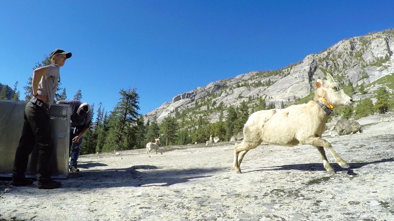 A ranger watches a bighorn sheep run out of the cage used to transport the animal to a new location.